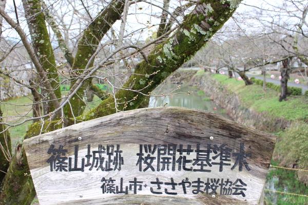 篠山城跡 桜開花基準木 篠山市・ささやま桜協会の看板の後ろには桜の木と池が見えている写真
