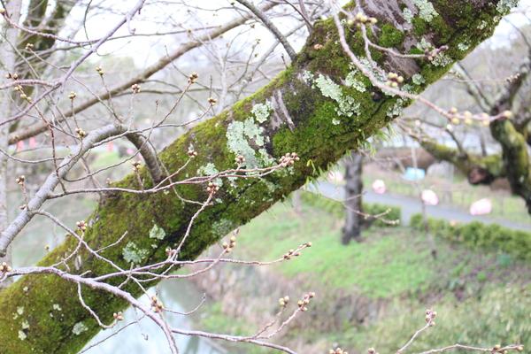 コケの桜の木と桜の蕾の写真