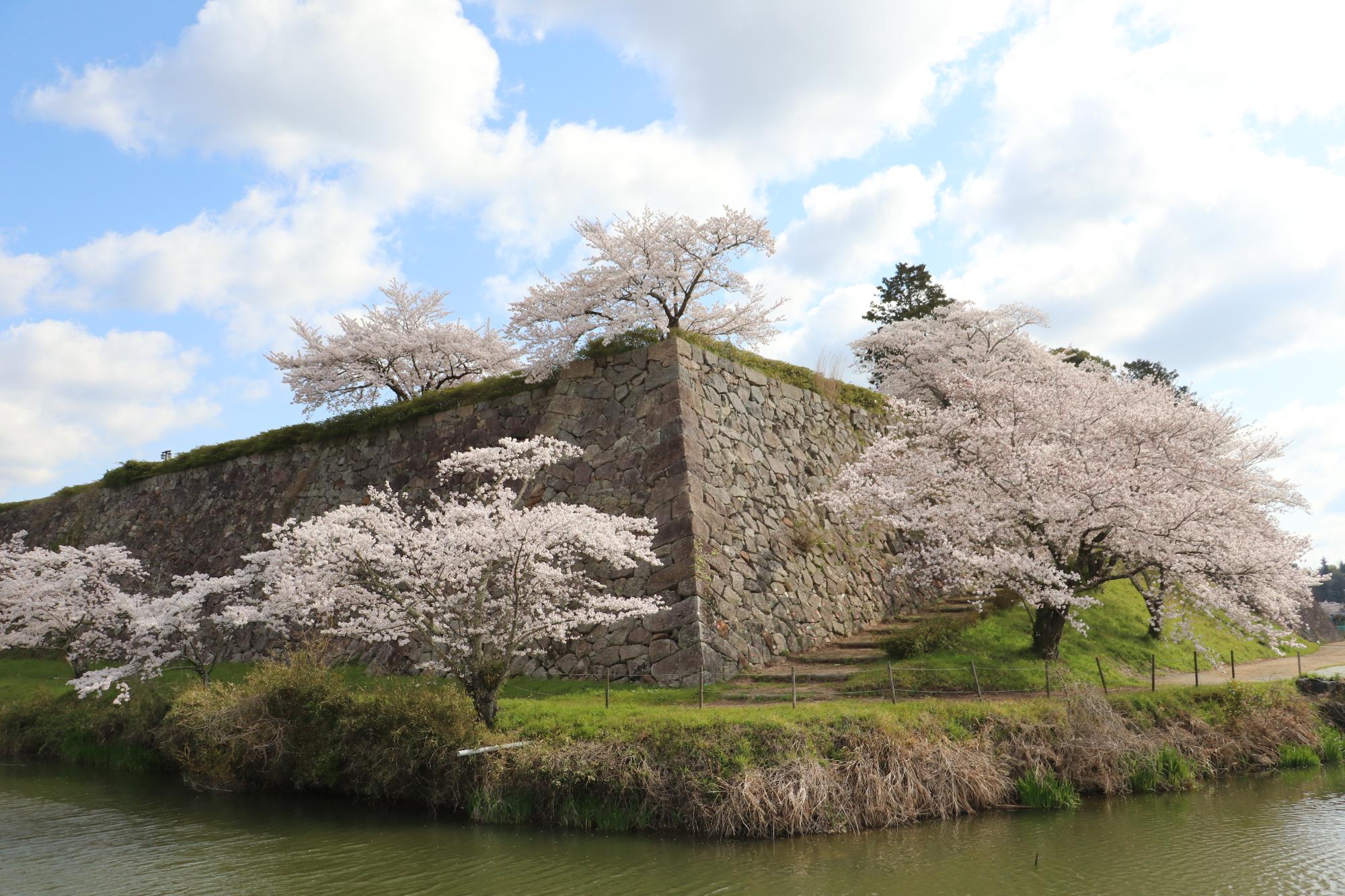 篠山城跡の桜