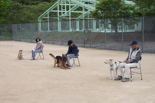 3匹の犬のそれぞれの飼い主さんが椅子に座り、その横に座っている犬たちの写真