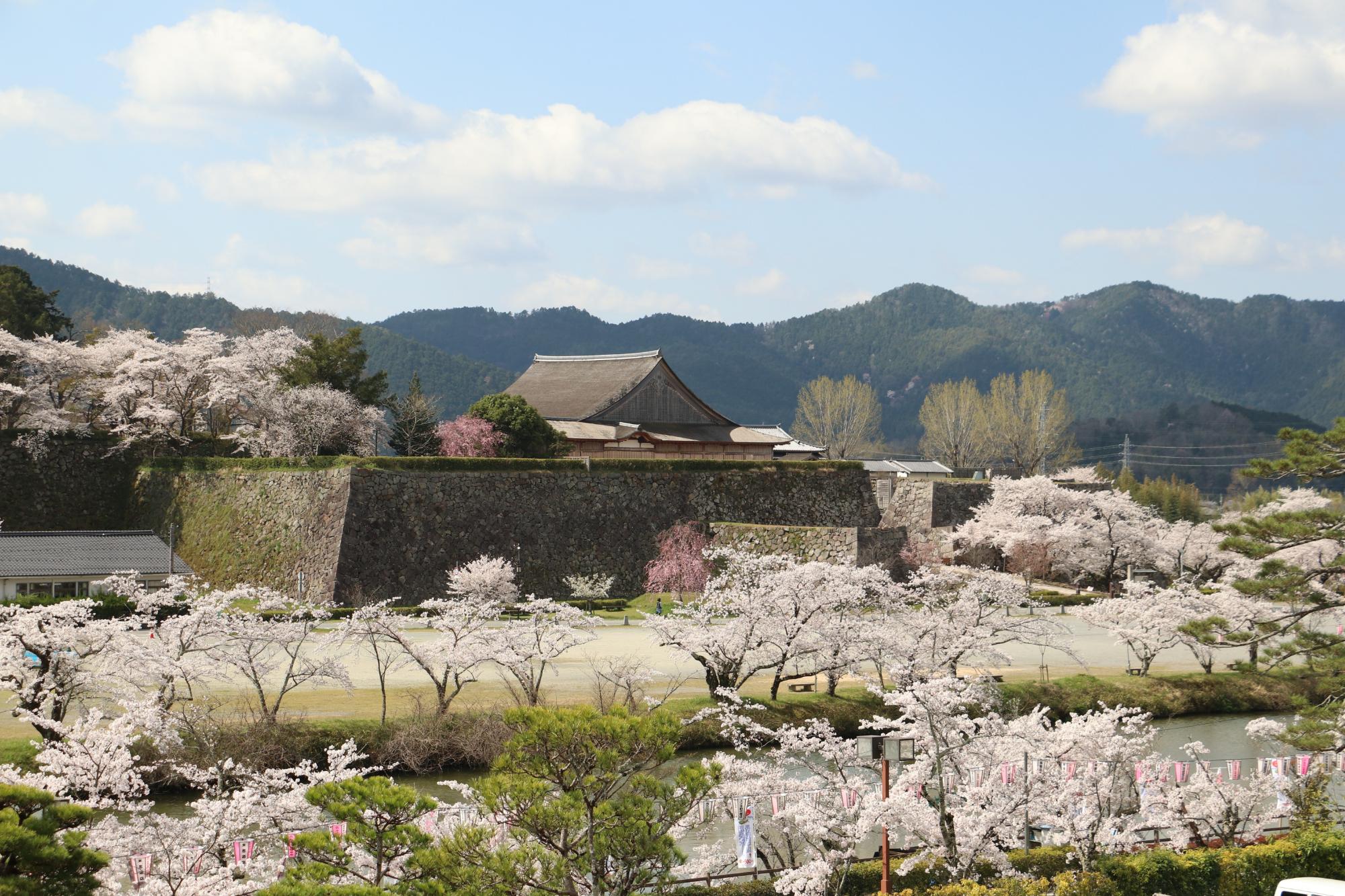 市役所側から眺める大書院の桜