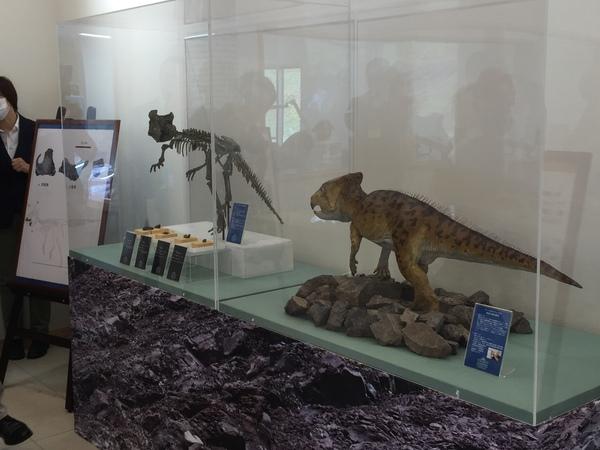 ショーケースに飾られた、骨の模型と小さい恐竜のような動物の模型の写真