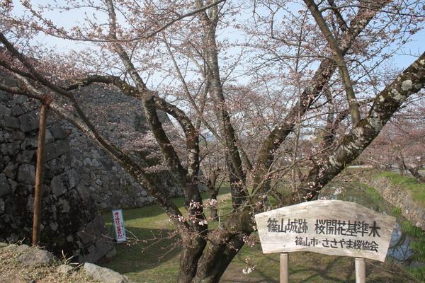 篠山城跡登り口の開花基準木(ソメイヨシノ)桜の開花宣言の写真