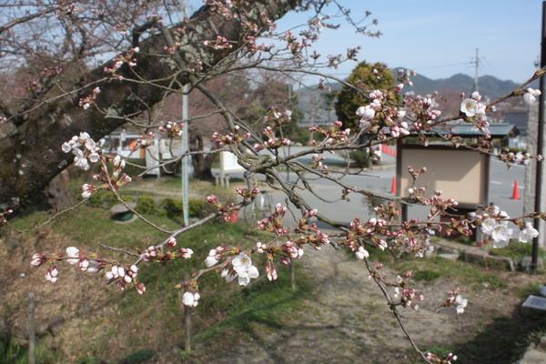 つぼみと少し開花している桜の写真