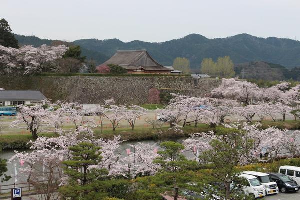市長室から見た満開の桜並木の写真