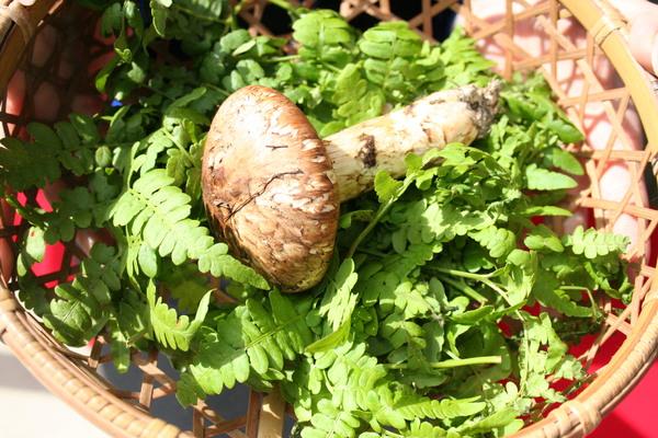 篭に入った、1本長さ12センチの 丹波まつたけの写真