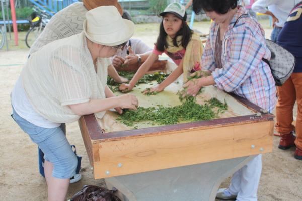 木の台の中で茶の葉を手もみしている人々の写真