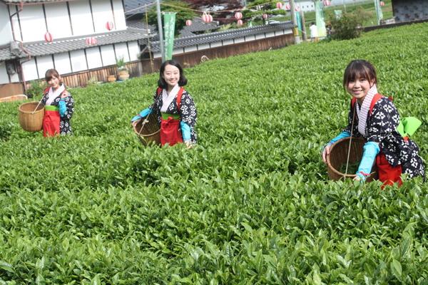 茶畑が一面に広がり、茶摘み用の衣装を着た3名の女性が籠に茶の葉を摘んで笑顔で写っている写真