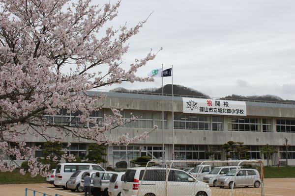 満開の桜と、校庭に泊まる車の写真