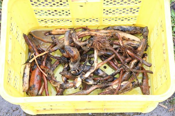 黄色いかごに入った、種レンコンの写真