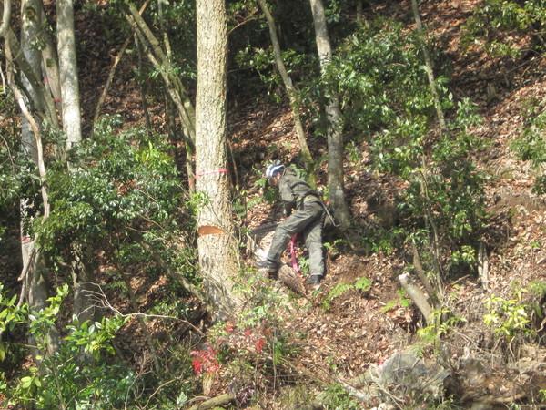 斜面の切り倒した木の玉切りをしている写真