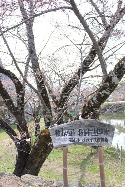 篠山城跡に設けてある桜開花基準木に桜の花が咲き始めたのソメイヨシノの木と案内版の写真