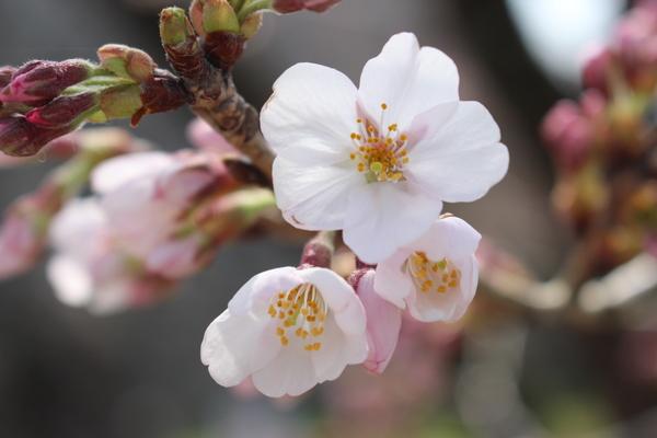薄いピンクの花弁の桜の花が満開になった桜と蕾のアップ写真