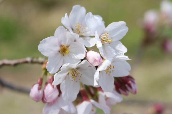 白い花びらの桜の花が満開になったのをアップで撮影した写真