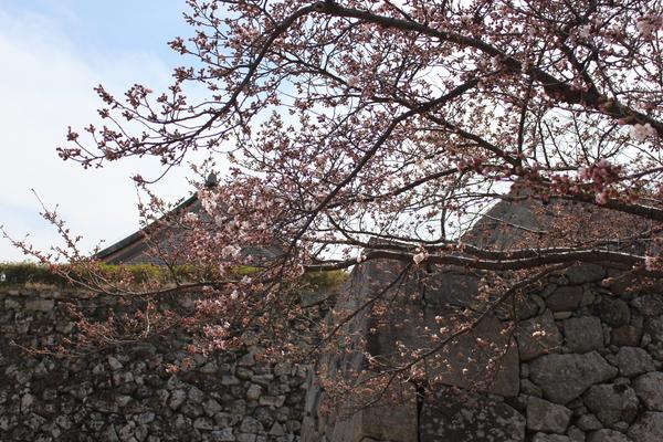 青空の下に城跡の城壁の内側の桜の木についた桜の花が満開になった写真