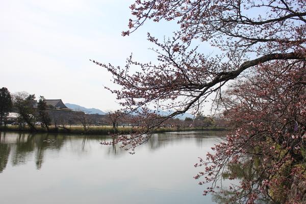 手前に桜の花の満開の木があり池の奥に植えてある桜の木々の影が輝いている写真