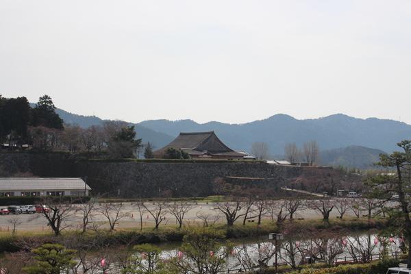 城跡の城壁前の広場に植えてある花がちらほら咲いている桜の木々の写真