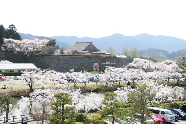 篠山城跡に満開に咲く桜の写真