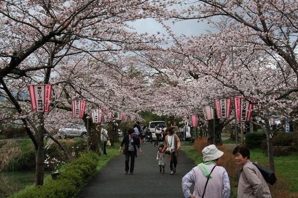 満開の桜並木を見に来ている花見客の写真