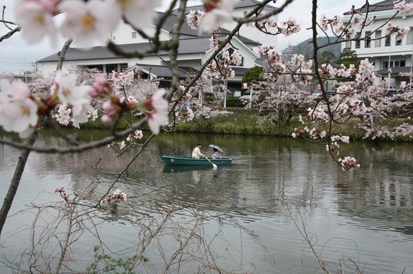 池のボートに乗るカップルの手前には桜満開の写真