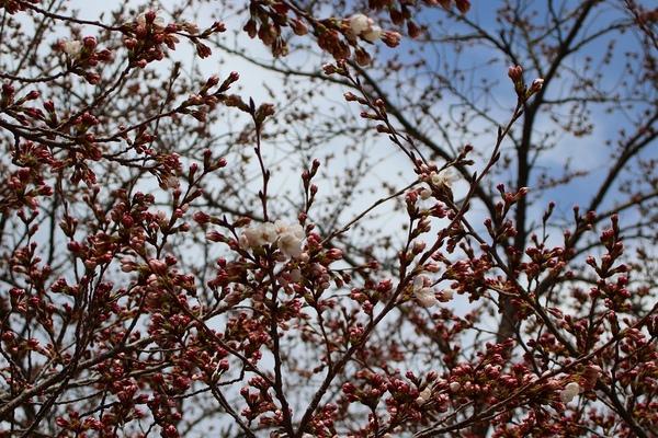 枝に沢山の蕾を付け、その中に数個の桜の花が咲いている桜の木をしたから見上げるように写した写真