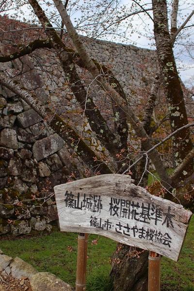 篠山城跡桜開花基準木と書かれた標識の後ろに立っている桜の木を写した写真