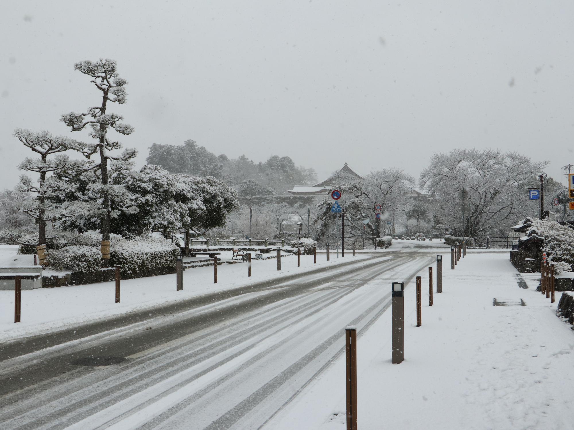 道路や樹木に雪が積もっている