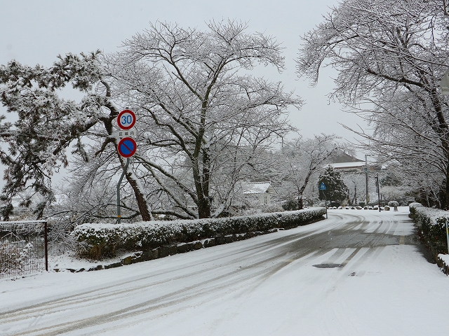 道路や街路樹に雪が積もっている