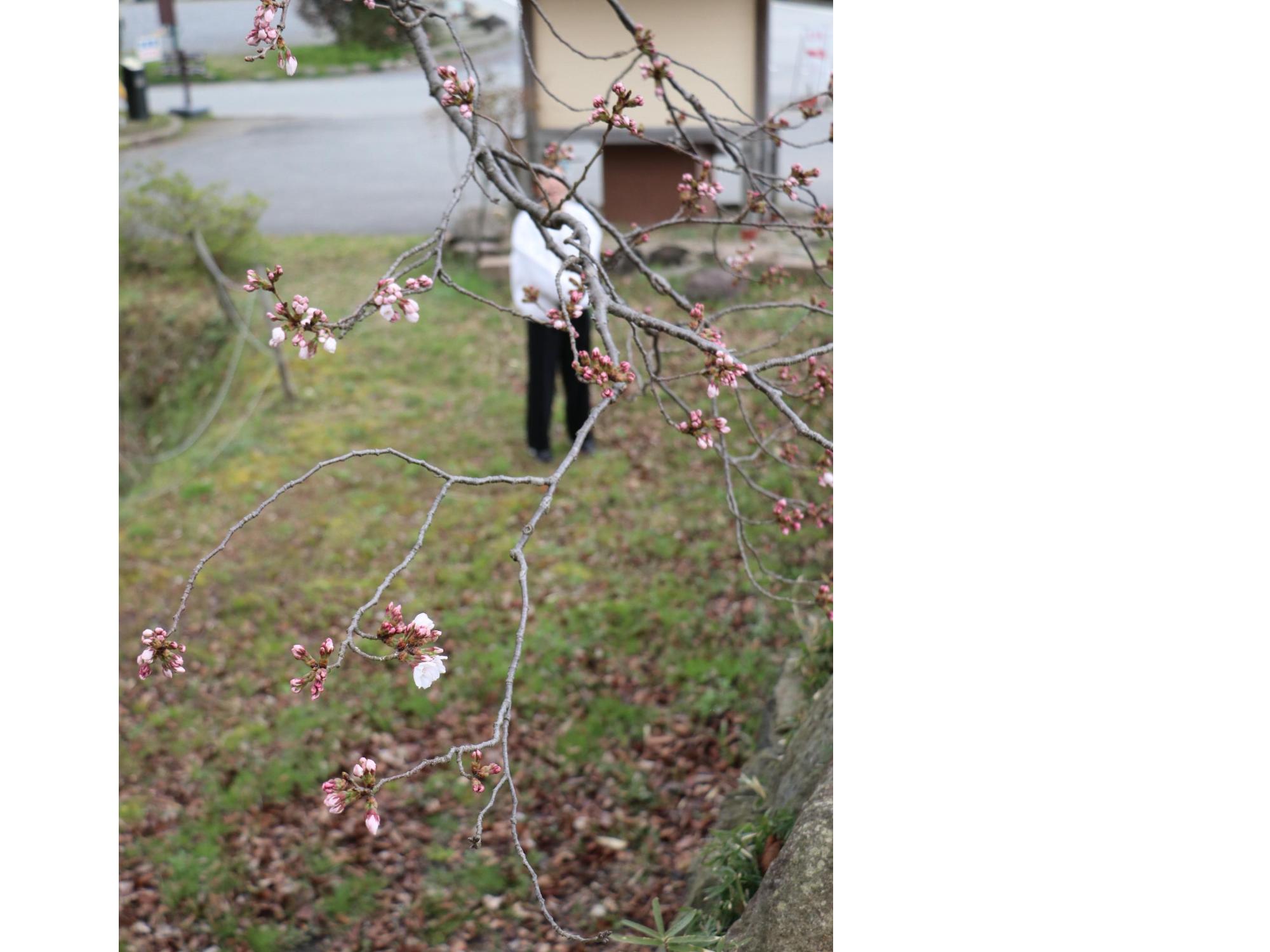 桜のつぼみや開花した花をしたから見上げている