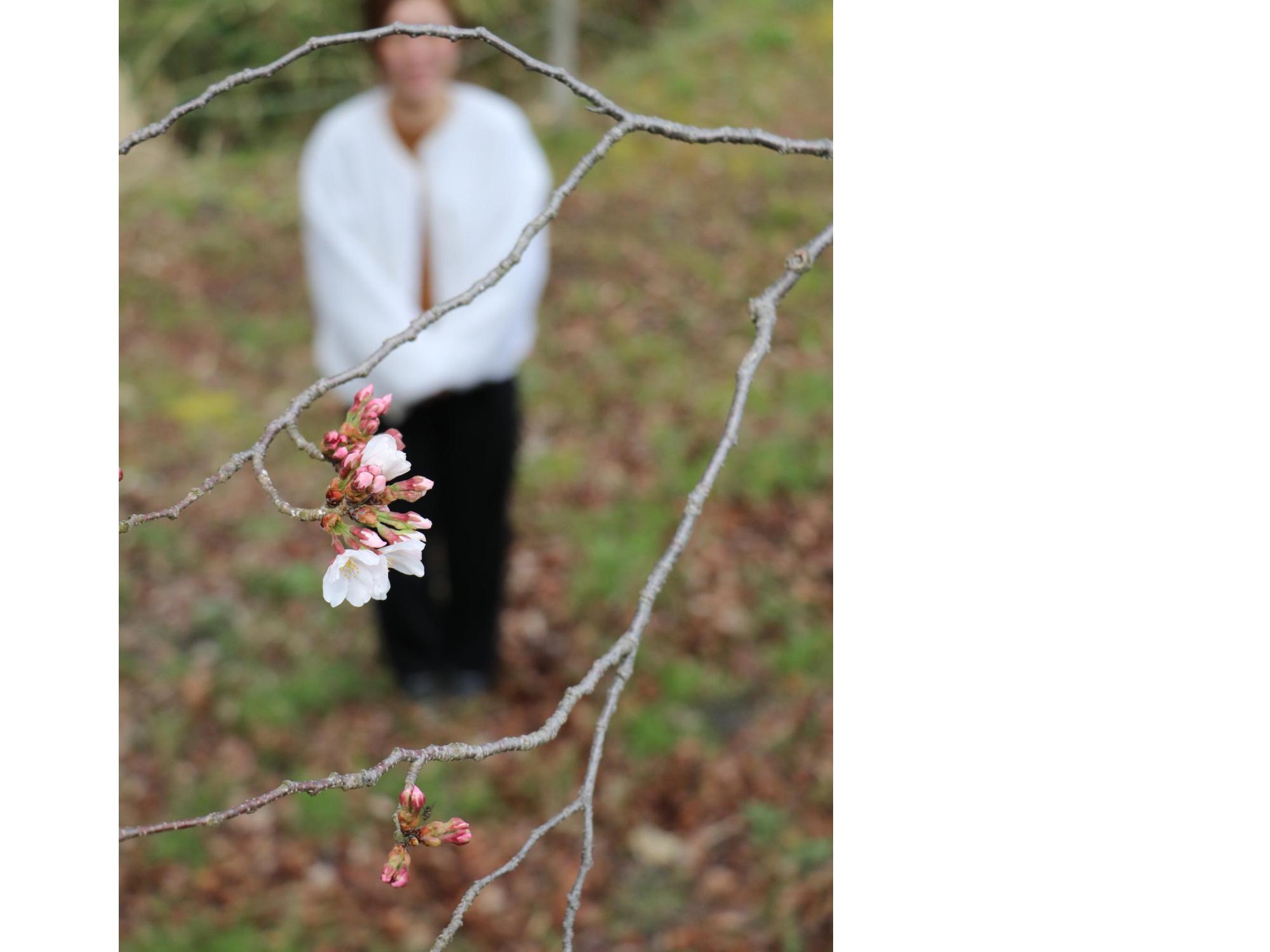 開花した桜の花を女性が見上げている