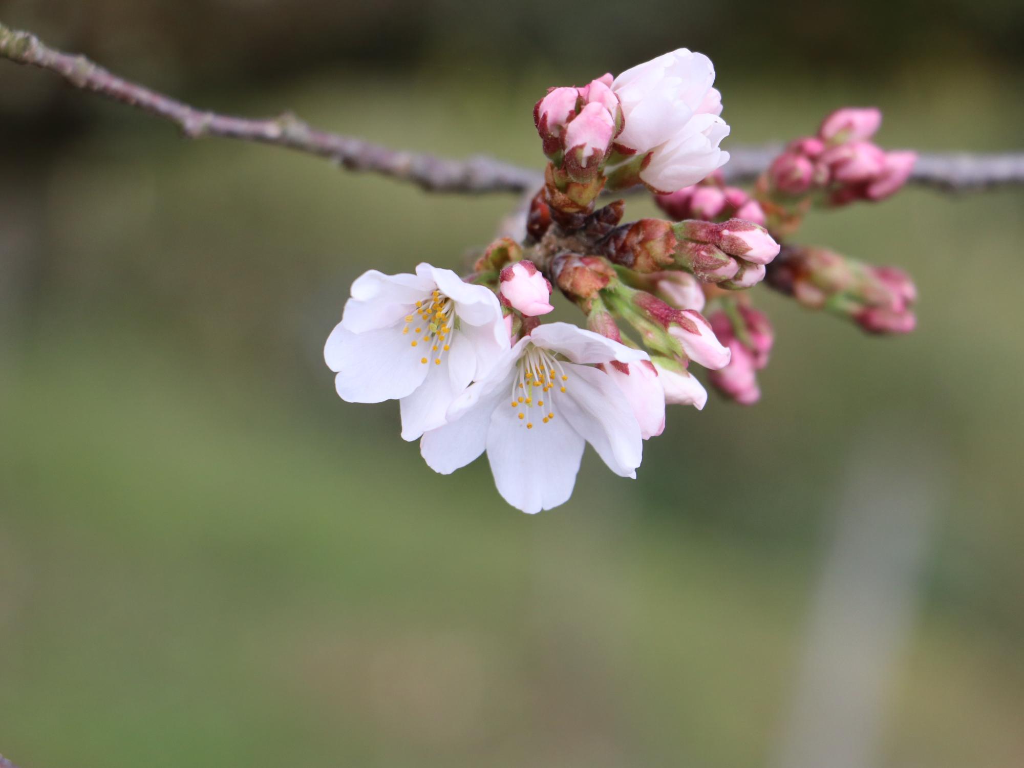 開花した桜の花びらのアップ写真。