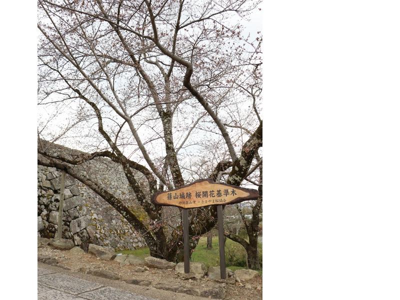 開花宣言を行う開花基準木の全景。遠くからだとあまり花びらは確認できない。