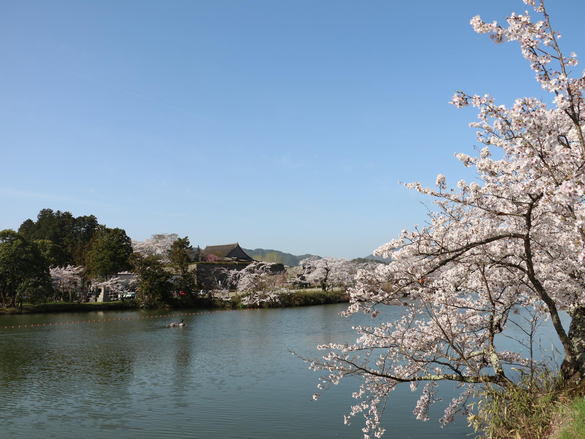 北堀の満開の桜