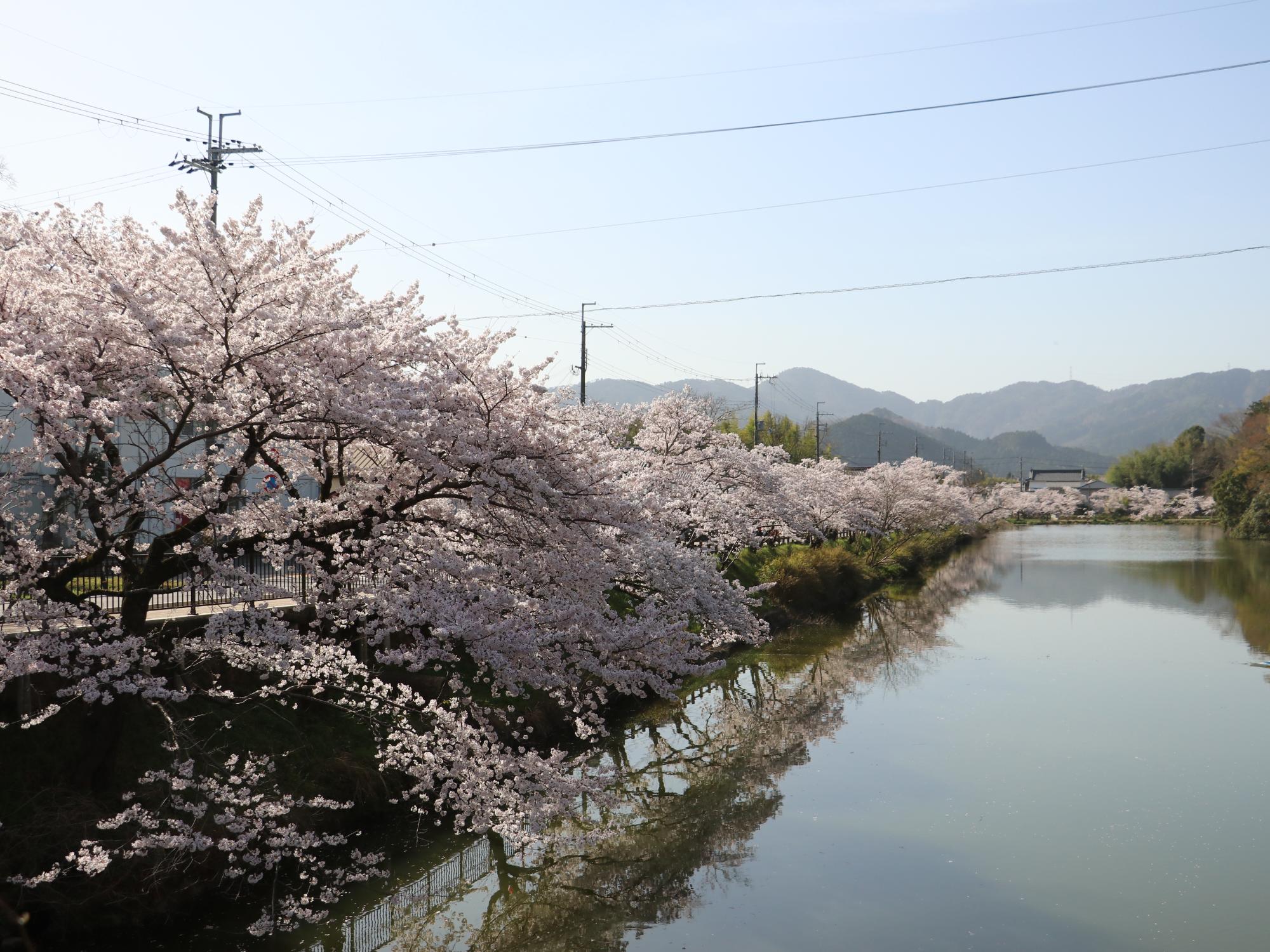 東堀の桜