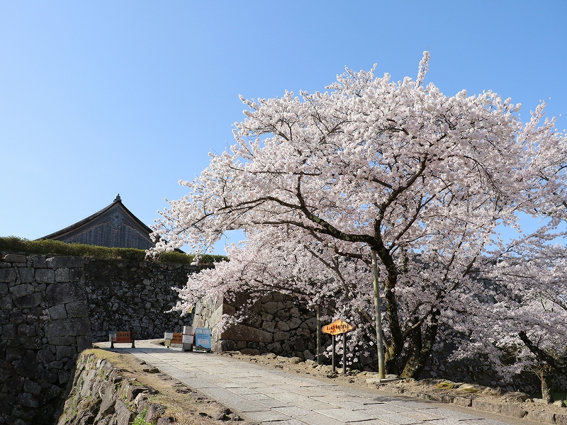 大書院への登り口の桜