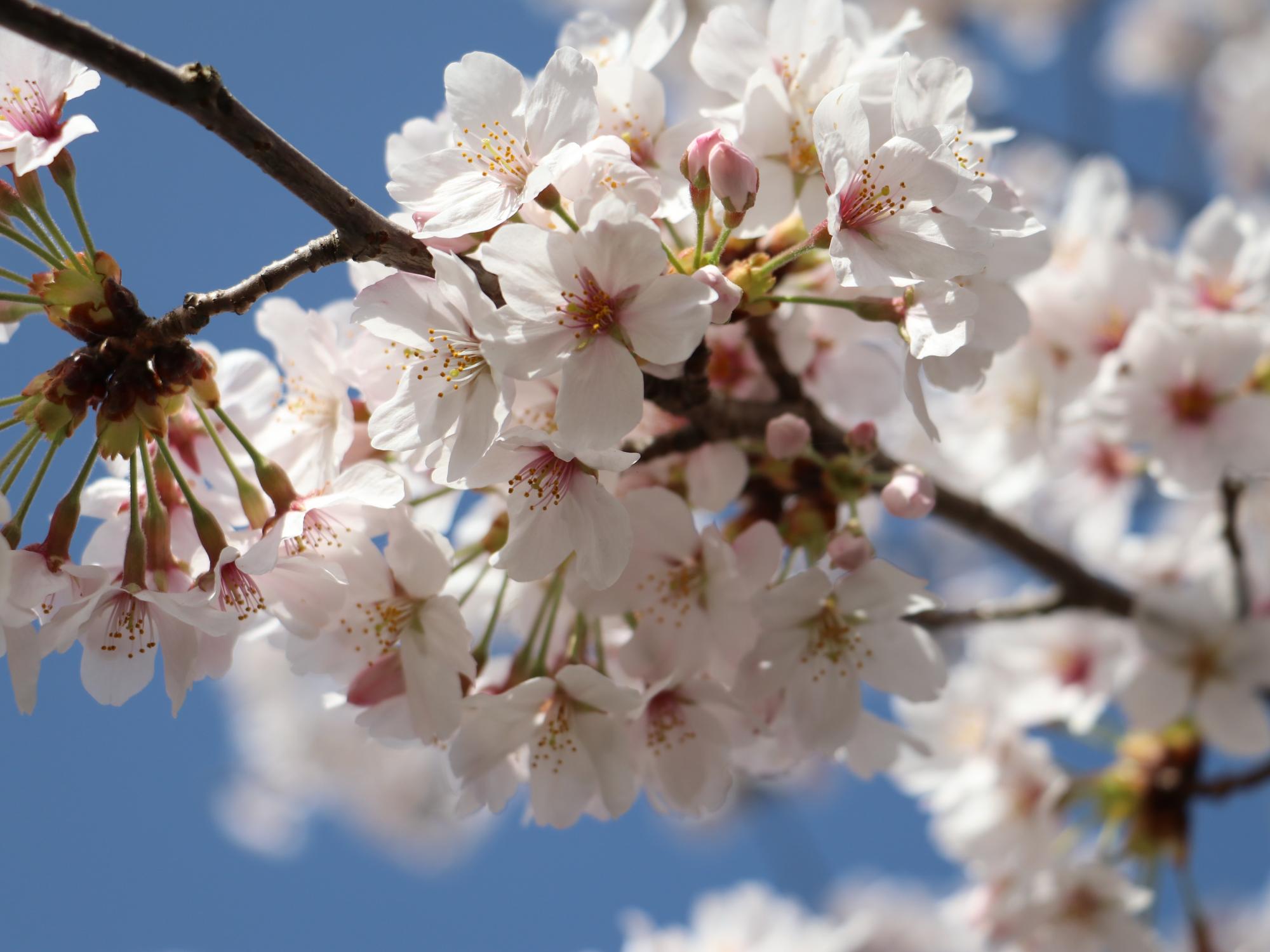 満開に咲いた桜の花びらのアップ