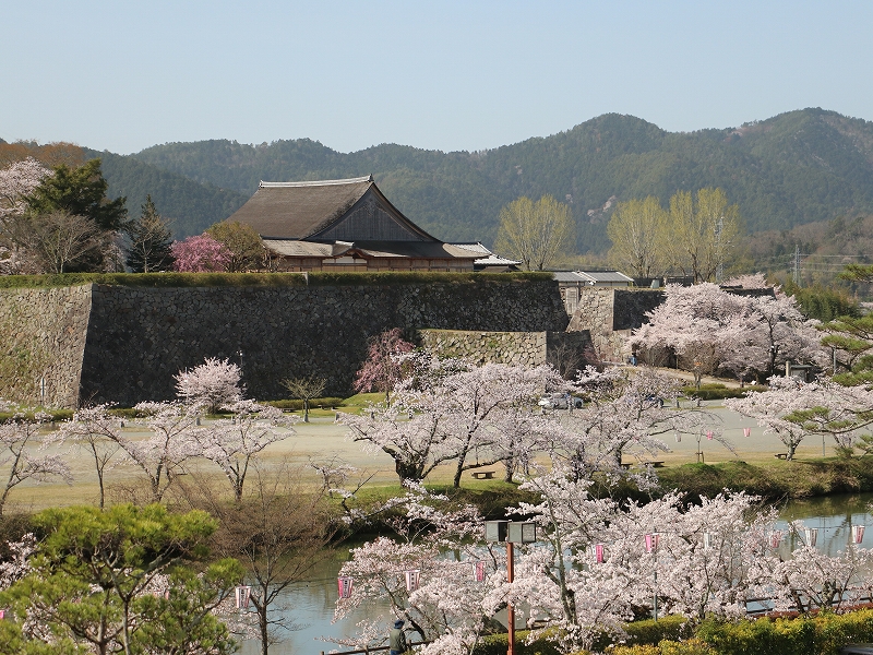 市長室から見える大書院と桜
