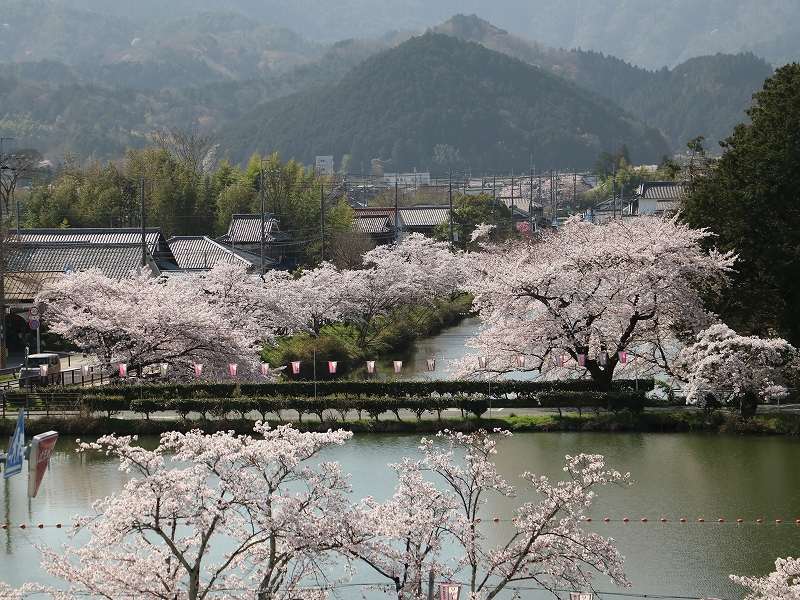 東堀の満開の桜