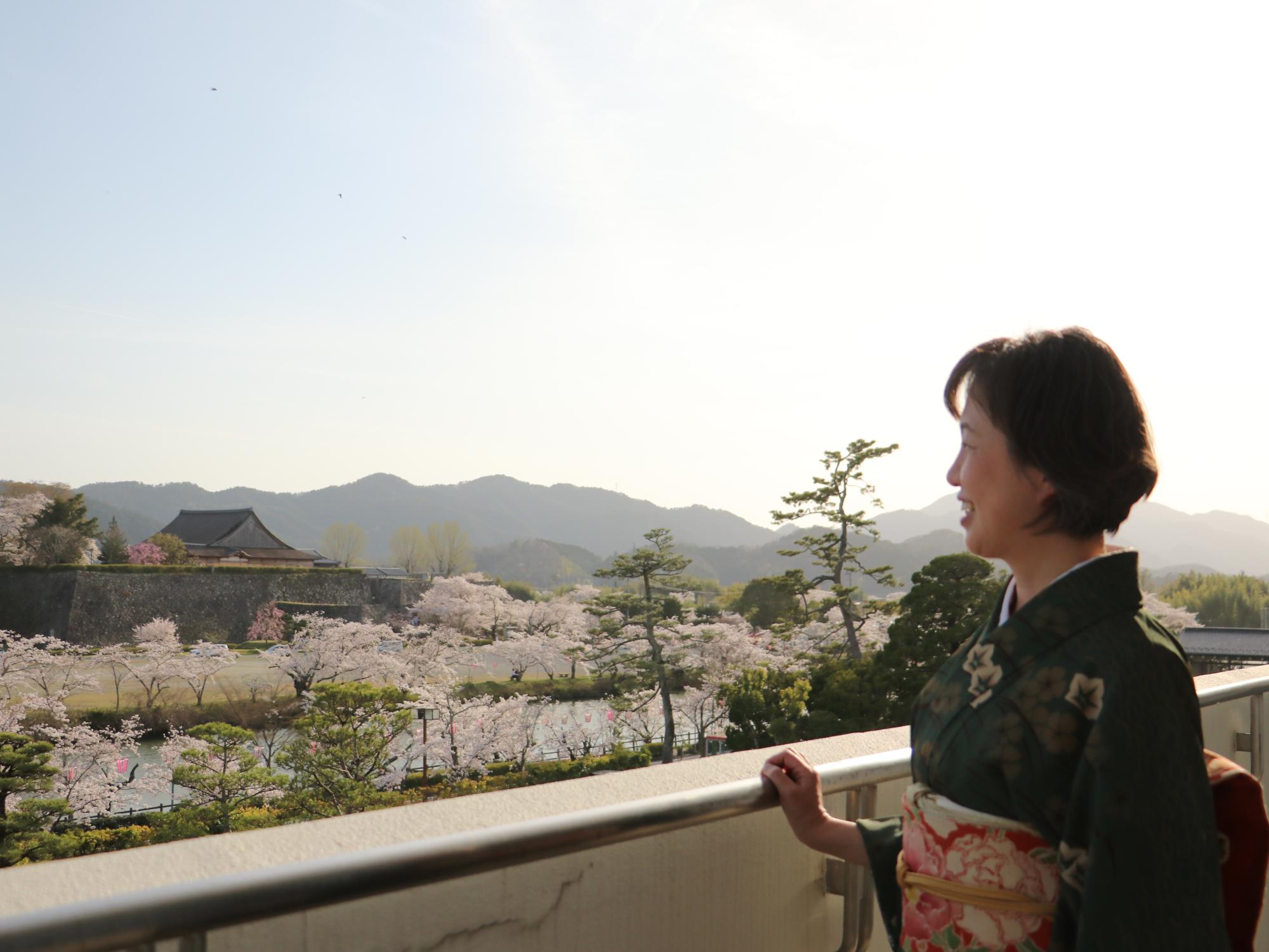 着物を着た女性がベランダから桜をながめている