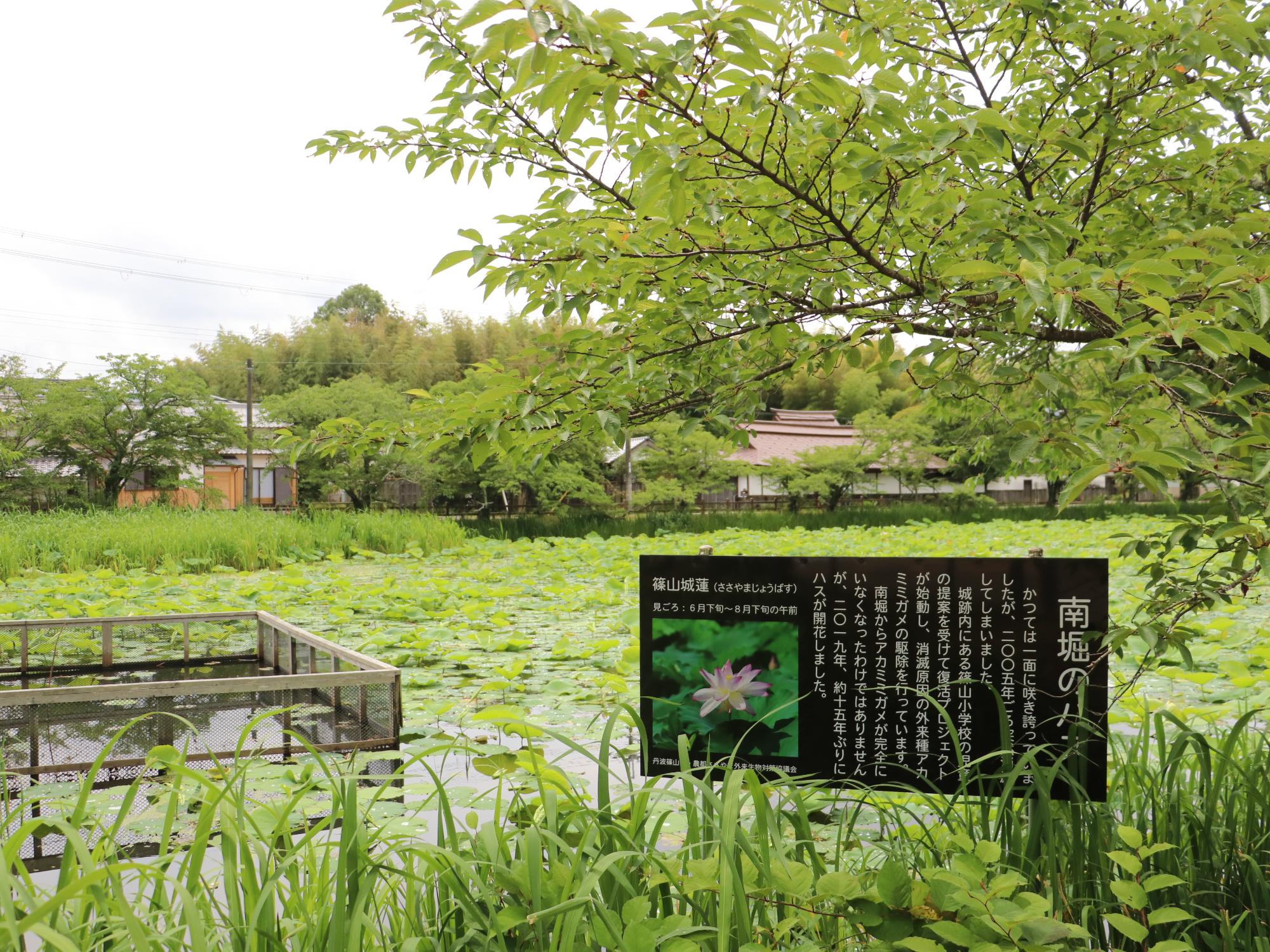 南堀のハス