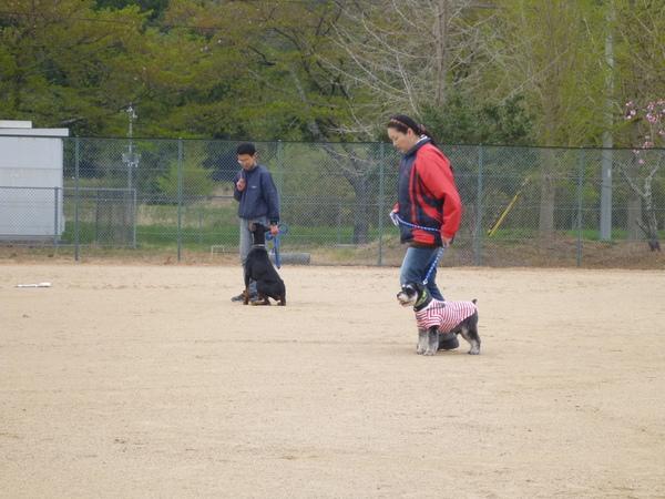 2匹の犬が男性と女性にそれぞれ訓練を受けている写真