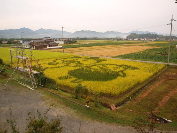 まるいの君とガールフレンドのまめりんちゃんが描かれている田んぼアートを上空から見た写真