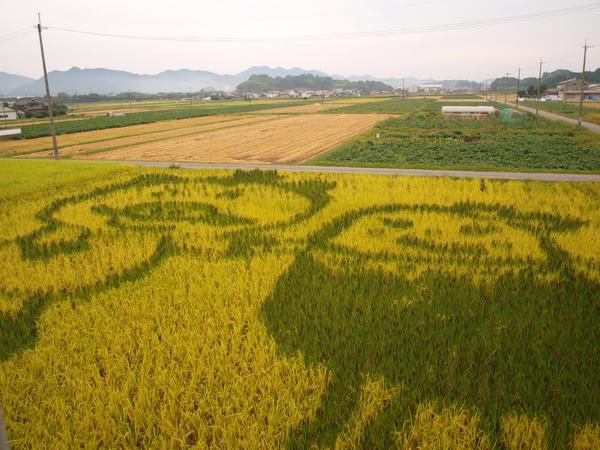 まるいの君とガールフレンドのまめりんちゃんが描かれている田んぼアートを上空から見たアップ写真