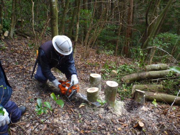 森の中でヘルメットをかぶった男性が、伐採されている木のさらに根本をチェーンソーを使って切っている様子の写真