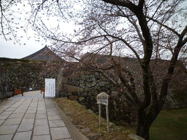 ソメイヨシノが咲き誇っている写真