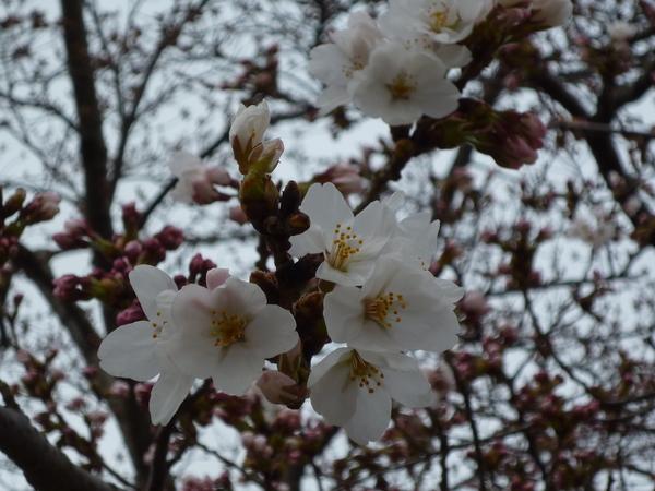 白い桜の周りにピンク色のつぼみがたくさんが咲いている開花のアップの写真