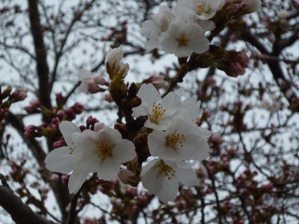 白い桜の周りにピンク色のつぼみがたくさんが咲いている開花のアップの写真