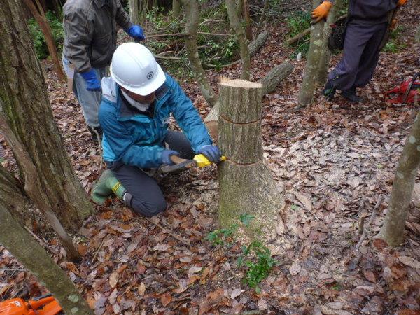 ヘルメットをかぶり青いジャンパーを着た男性が膝をついて伐採した木の幹の前に座り、木の幹に切り込みを入れている様子の写真