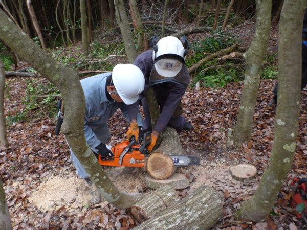 ヘルメットをかぶっている男性2人が、チェーンソーを使い伐採した木を更に輪切りにしている様子の写真