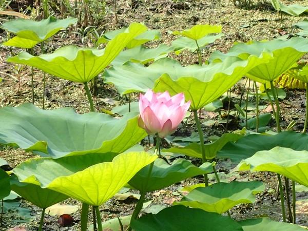 中央にはピンクのハスの花が咲いていて、その周りに大きなハスの葉っぱが20本ほど生えている写真